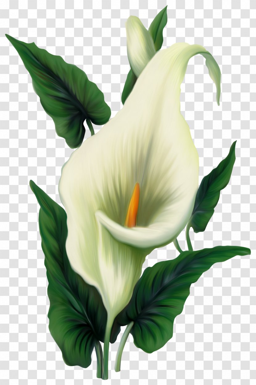Icon Computer File - Tulip - Calla Lily Picture Transparent PNG