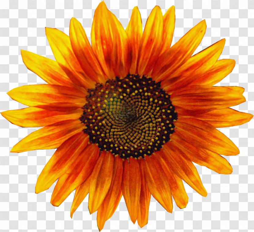 Sunflower - Orange - Seed Yellow Transparent PNG