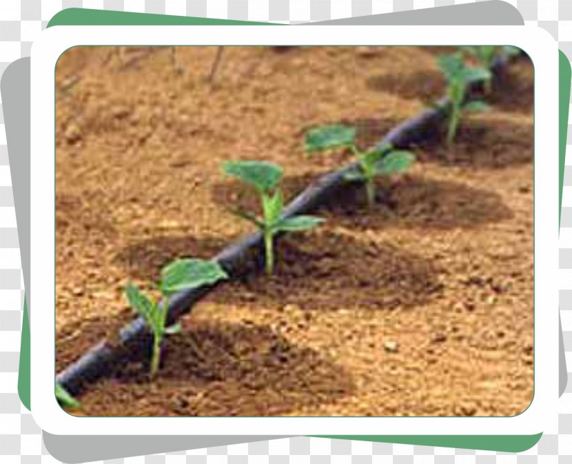 Drip Irrigation Agriculture Sistema De Riego Pipe - Water Transparent PNG