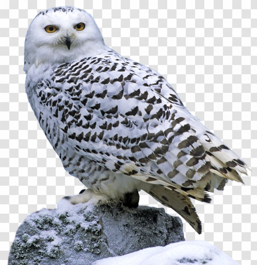 Snowy Owl Consumer Tundra Reindeer - Fauna Transparent PNG