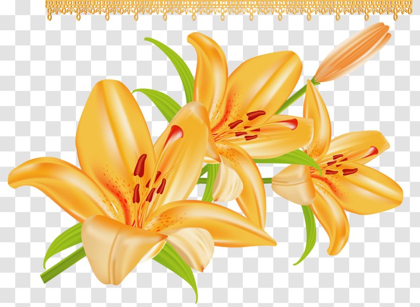 Lilium Bulbiferum Arranging Cut Flowers - Flower Transparent PNG