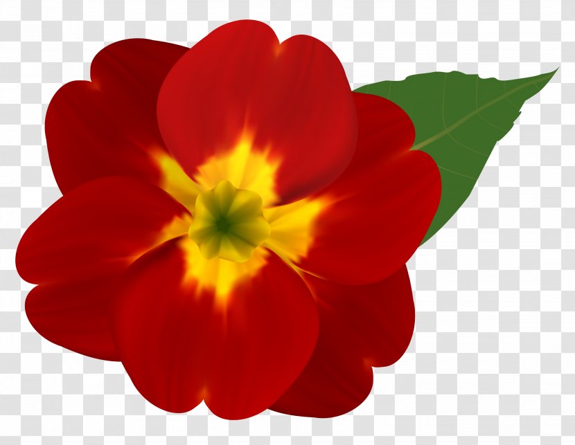 Petal Flower Red Plant Flowering - Wildflower Primula Transparent PNG