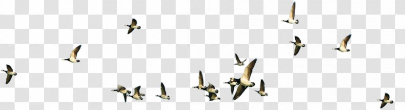 Bird Flight Flock - Brand - Flying Transparent PNG