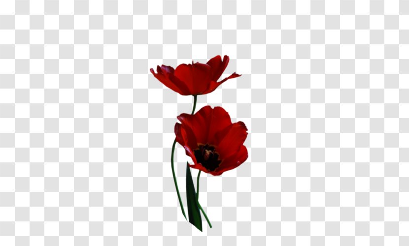 Image Desktop Wallpaper Vector Graphics Painting - Plant - Clip Art Flowers Red Flower Transparent PNG