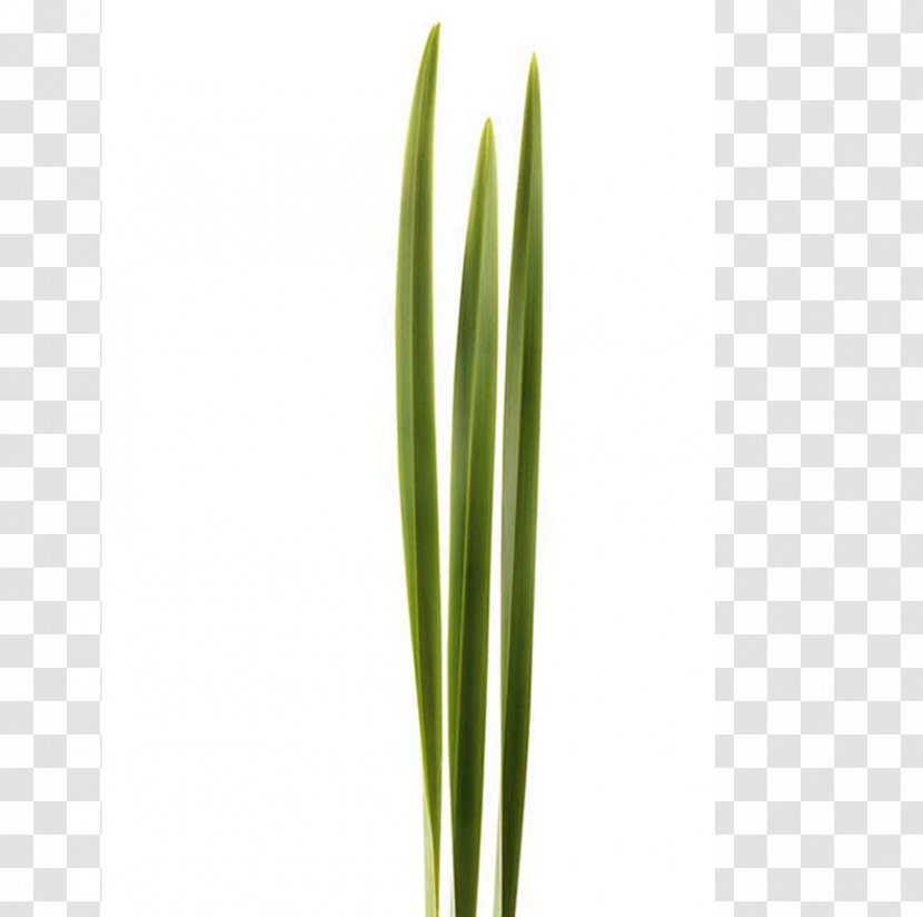 Leaf Welsh Cuisine Allium Fistulosum Grasses Plant Stem - Onion Transparent PNG