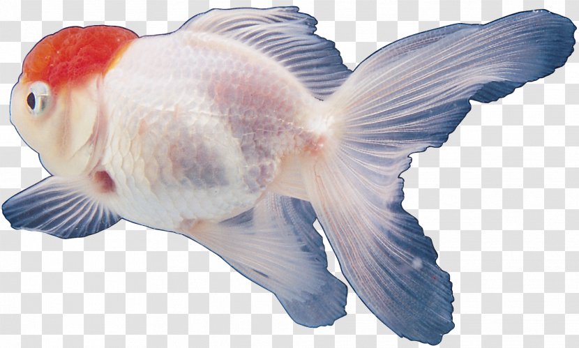 Goldfish Tropical Fish Clip Art - Tail Transparent PNG