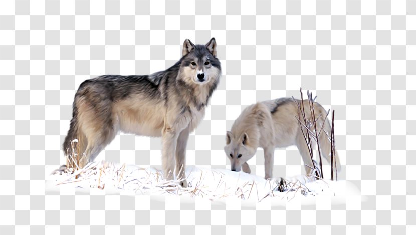 Czechoslovakian Wolfdog Saarloos Coyote Utonagan Alaskan Tundra Wolf - Loup Transparent PNG