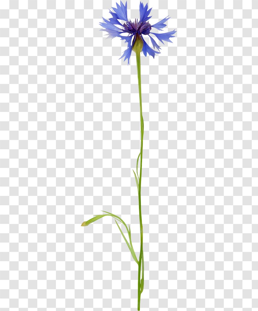 Cut Flowers Blue Petal Plants - Plant Stem - василек Transparent PNG