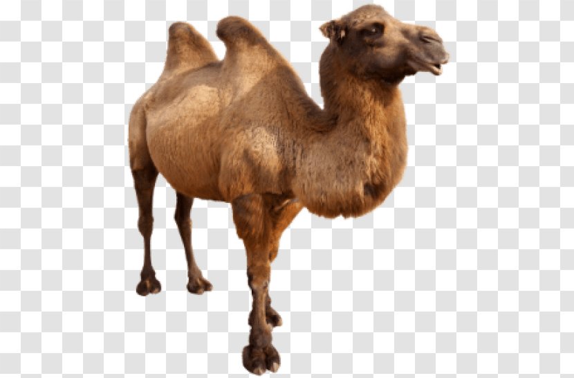Dromedary Bactrian Camel Zwierzaki Swiata Face - Cavan Images Transparent PNG