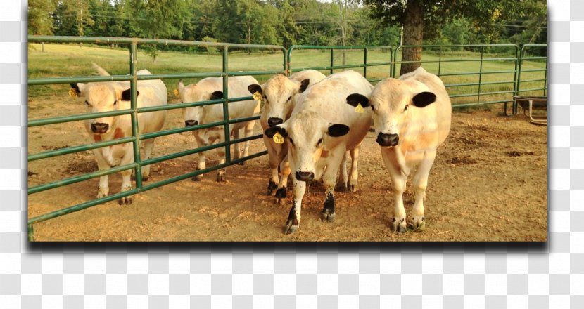 Calf British White Cattle Grazing Pasture Farm - Cypress Creek Transparent PNG