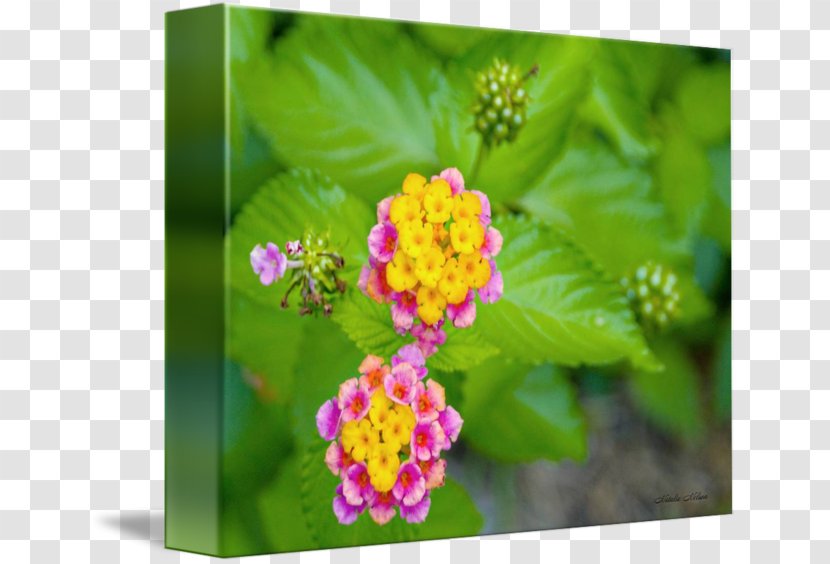 Lantana Camara Annual Plant Lantanas - Flora - Watercolor Confetti Transparent PNG