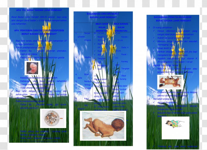 Majorelle Blue Garden Picture Frames Organism - Leaflet Transparent PNG