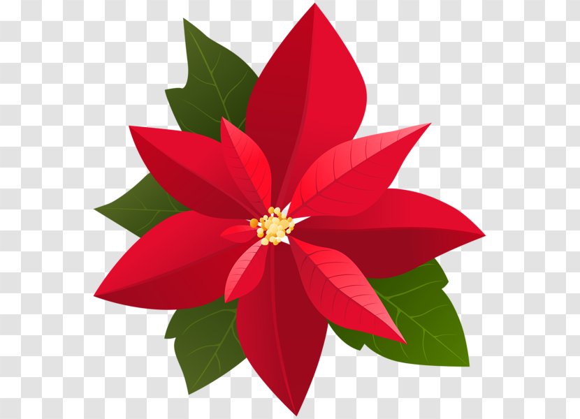 Poinsettia Christmas Clip Art - Petal Transparent PNG