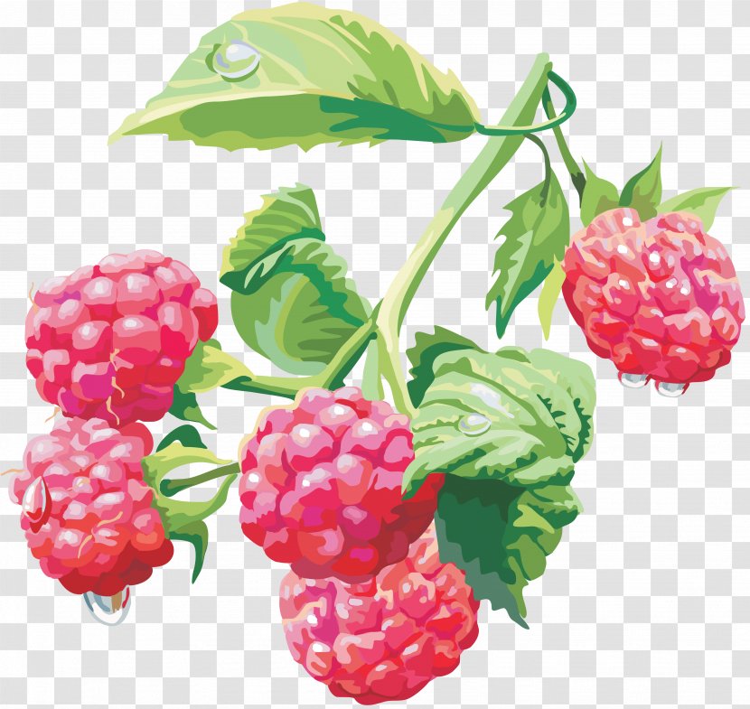 Raspberry Clip Art - Raspberries Blackberries And Dewberries - Rraspberry Image Transparent PNG