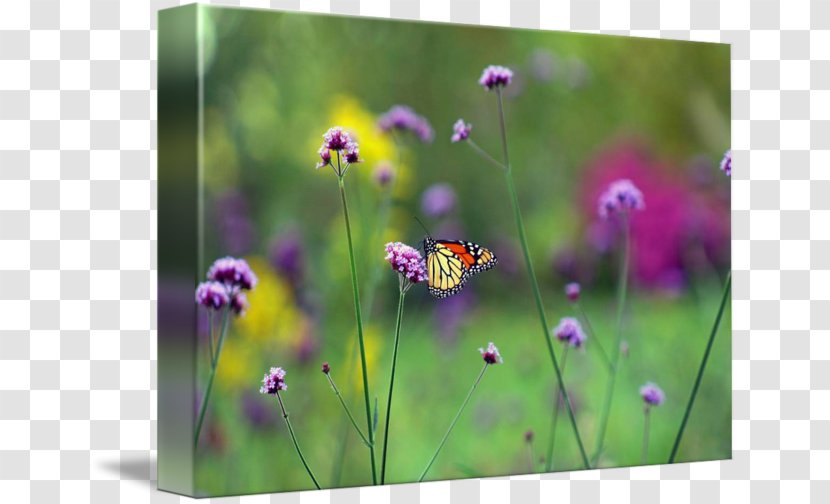 Butterfly Gallery Wrap Meadow Canvas Wildflower - Plant Stem Transparent PNG