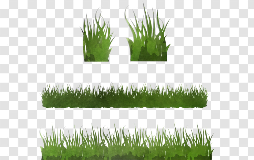 Grass Lawn Plant Wheatgrass Grass Family Transparent PNG