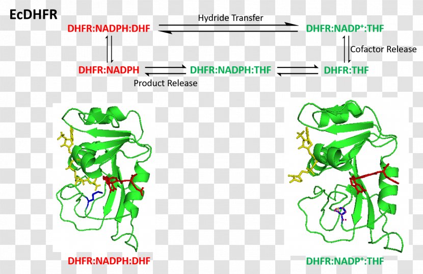 Amphibians Clip Art - Cartoon - Tree Transparent PNG