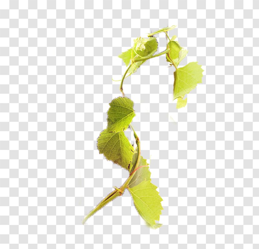 Grape Download Vine Computer File - Plant - Branch Transparent PNG