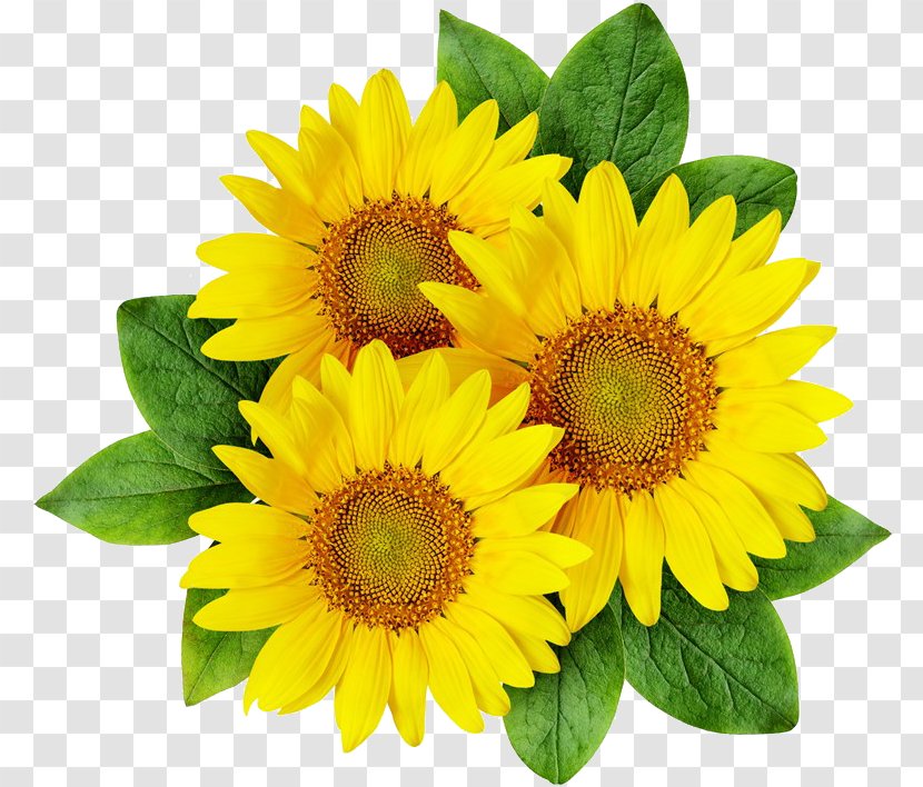 Common Sunflower - Flowering Plant Transparent PNG