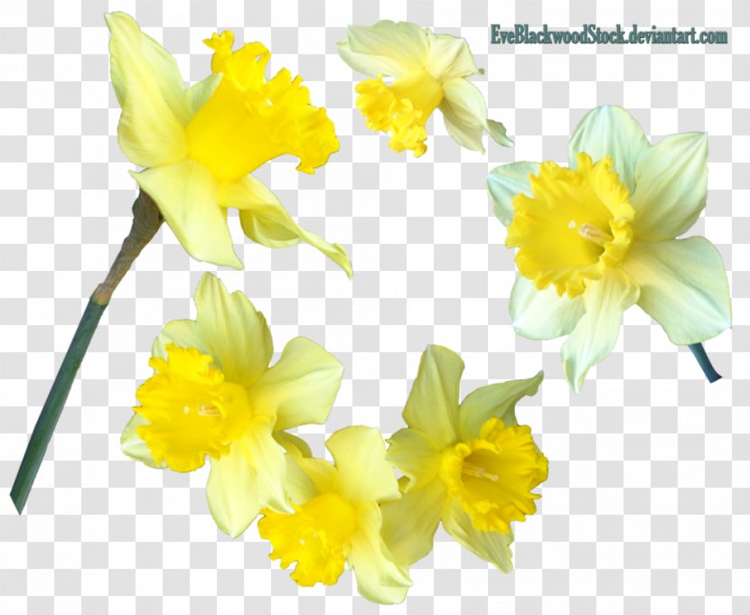 Daffodil Bulb Clip Art - Yellow Transparent PNG