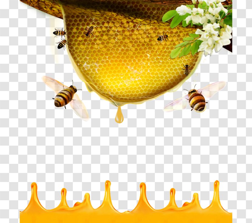Honey Bee Beehive - Sioux Association Cooperative Transparent PNG