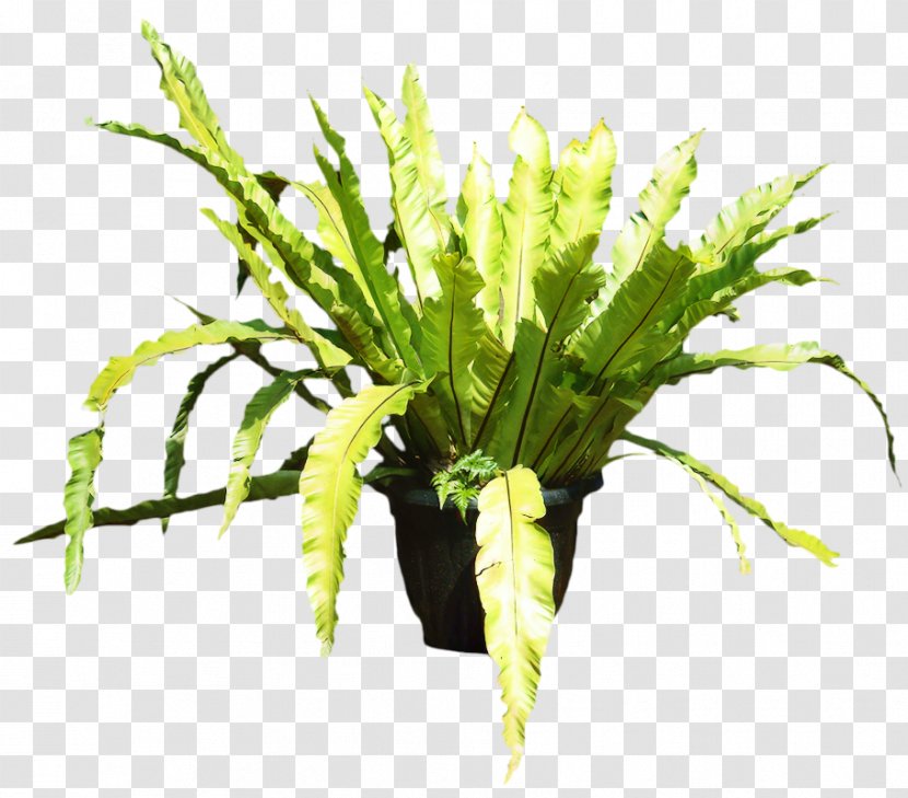 Bird's-nest Fern Portable Network Graphics Clip Art Tree - Terrestrial Plant Transparent PNG