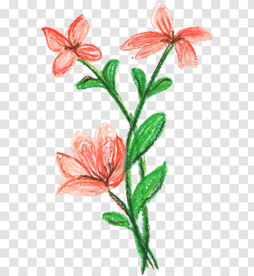 Cut Flowers Plant Stem Amaryllis Belladonna - Seed - CRAYON Transparent PNG