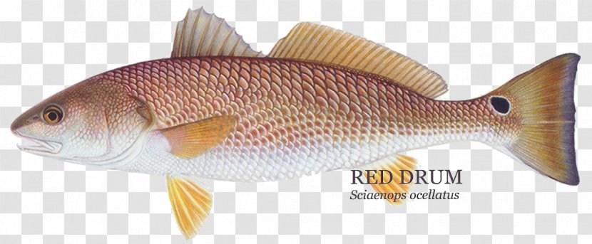 Red Drum Redfish Fishing Black Rose Fish - Japanese Sea Bass Transparent PNG