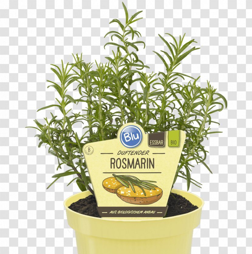 Herb Rosemary Curry Plant Organic Food Basil - Rosmarin Transparent PNG