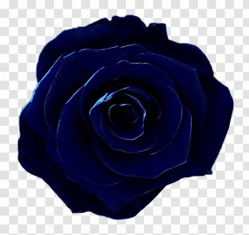 Garden Roses Blue Rose Floribunda - Flower Transparent PNG