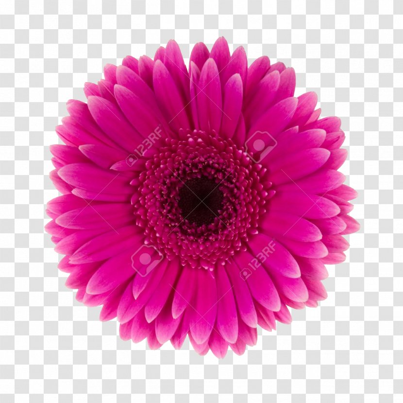 Dahlia Flower Common Daisy Transvaal Family - Flowering Plant - Sweet Pea Flowers Transparent PNG
