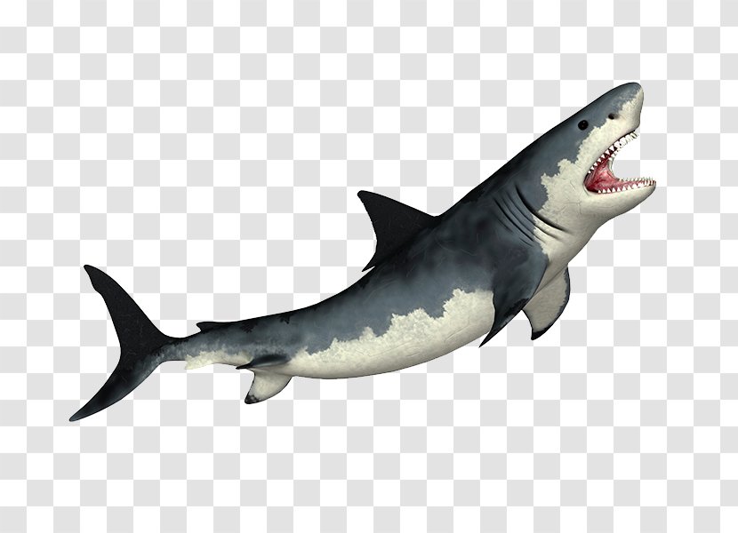 Tiger Shark Megalodon Fin Soup Great White - Carcharodon - Photos Transparent PNG