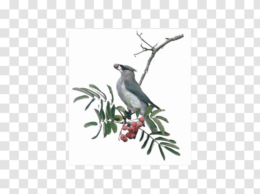 Bird Tree Beak Twig Feather - A Juvenile Transparent PNG