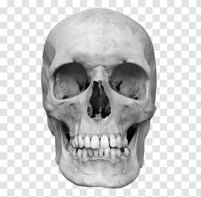 Flores Man Neanderthal Hominini Anatomically Modern Human - Bone - Mohammed 6 Transparent PNG
