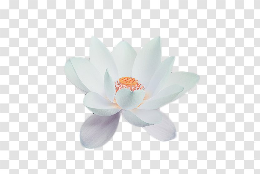 Nelumbo Nucifera MTN Group - Proteales - 古风 Transparent PNG