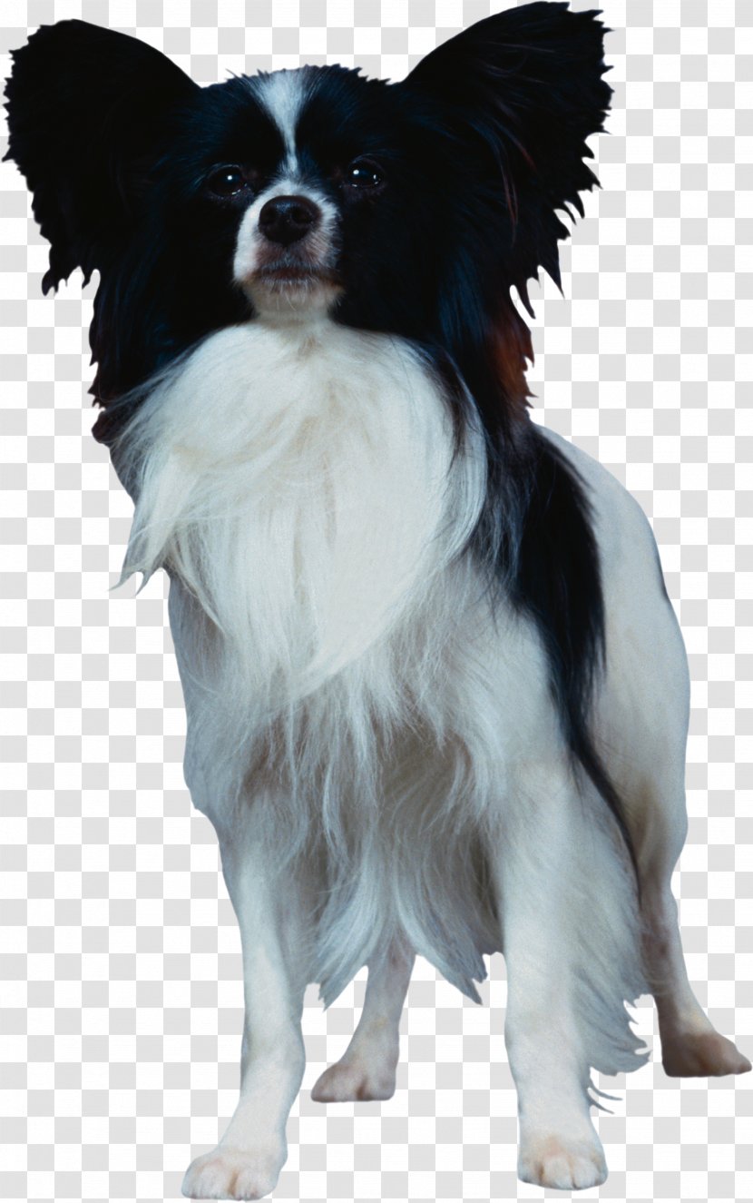 Papillon Dog Phalène Breed Companion - Guide Transparent PNG