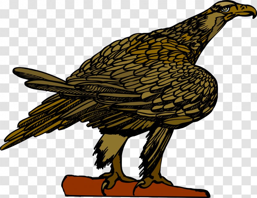 Eagle Vulture Hawk Beak Feather - Wing Transparent PNG
