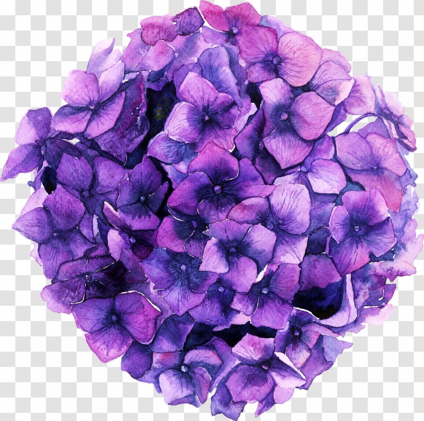 Hydrangea Blue Color Green Pink - White - Hortensia Transparent PNG