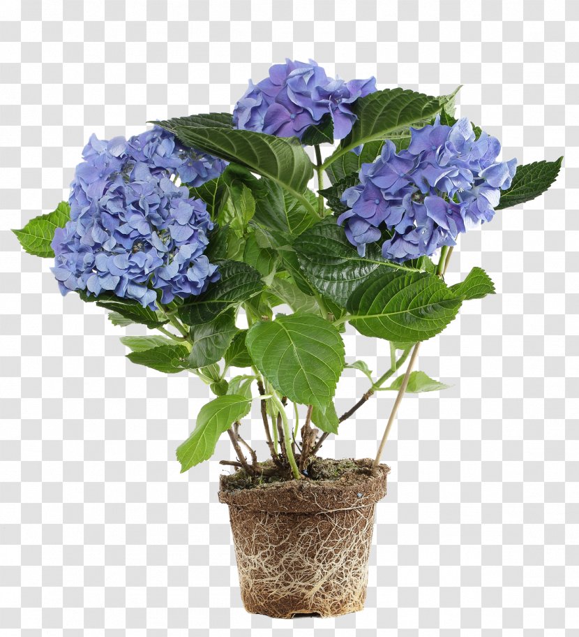 Flowerpot Flower Box Hydrangea Bonsai - Houseplant - Potted Purple Flowers Transparent PNG