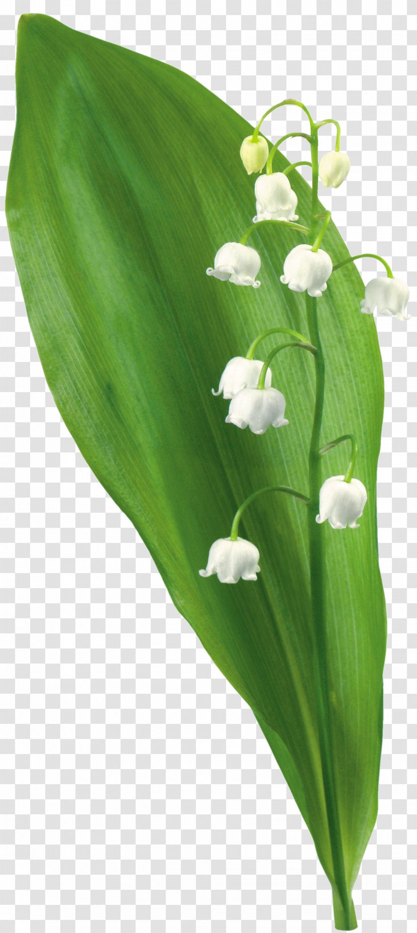 Flower Plant Tree Clip Art - Lily Of The Valley Transparent PNG