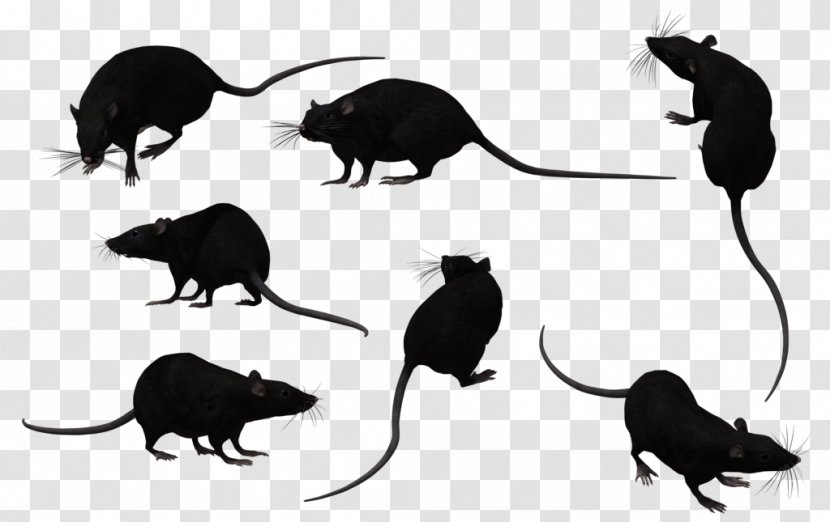 Rat Mouse Pest Control Rodent - Black And White Transparent PNG