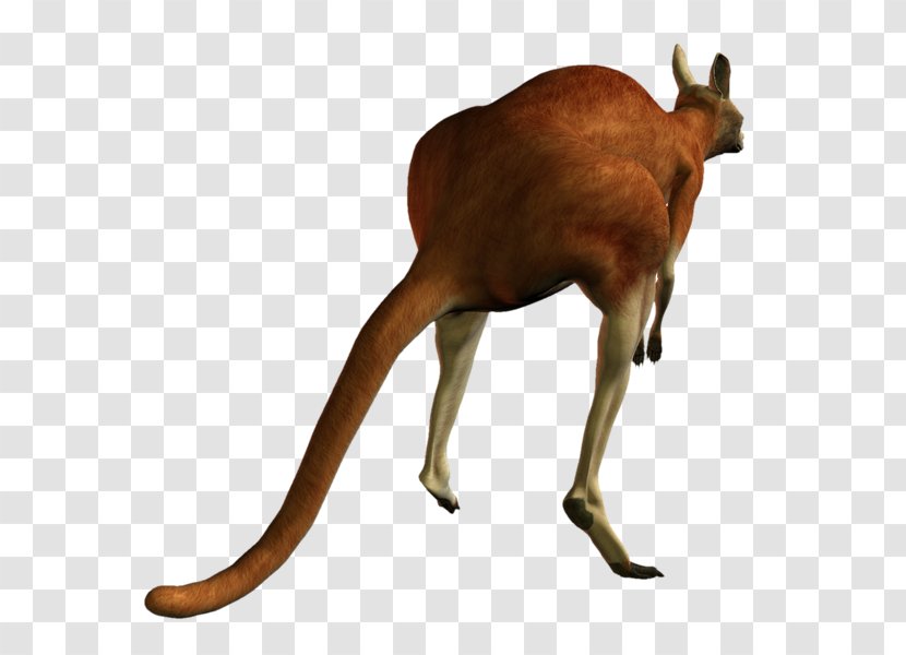 Kangaroo Dog Deer Macropodidae Koala - Breed Transparent PNG