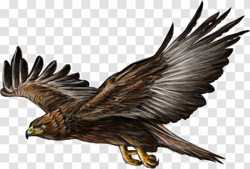 Bald Eagle Golden Drawing - Buzzard Transparent PNG