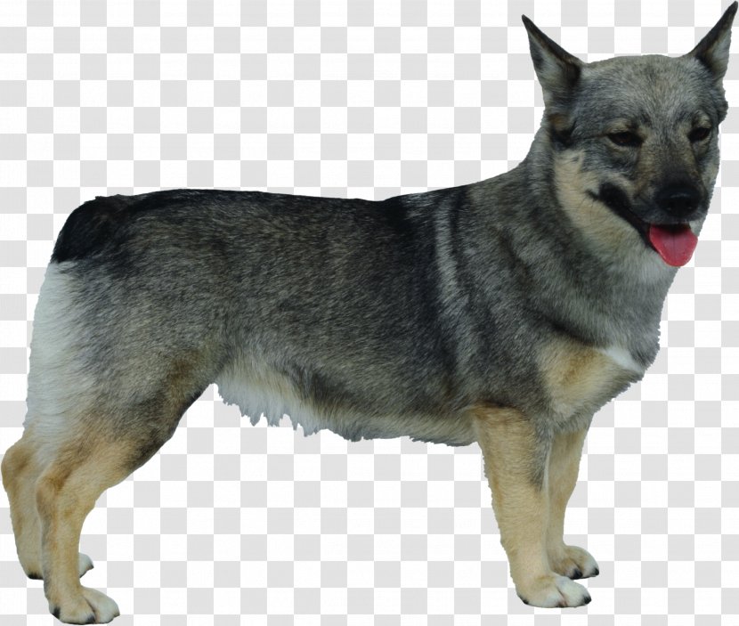 Kunming Wolfdog Norwegian Elkhound Czechoslovakian Swedish Shepherd Rare Breed (dog) - Carnivoran - Herding Dog Transparent PNG