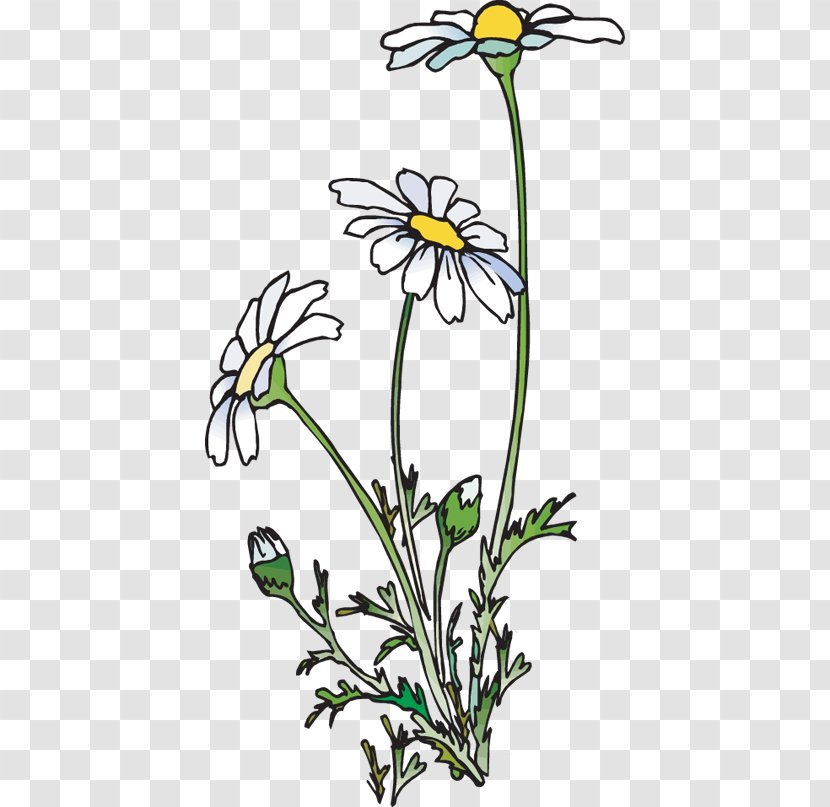 Common Daisy Poetry Clip Art - Flower - Ecstasy Cliparts Transparent PNG