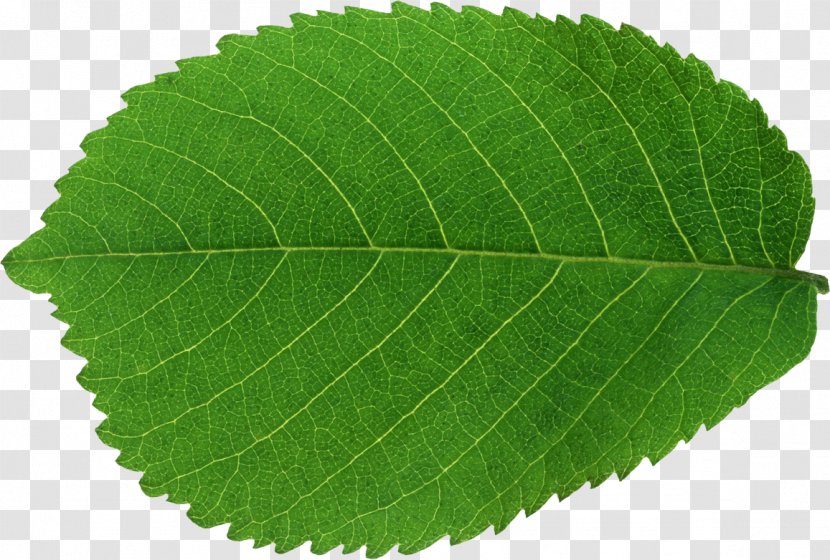 Leaf Green - Nature Transparent PNG