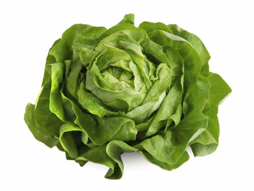 Organic Food Iceberg Lettuce Romaine Leaf Vegetable Salad Transparent PNG