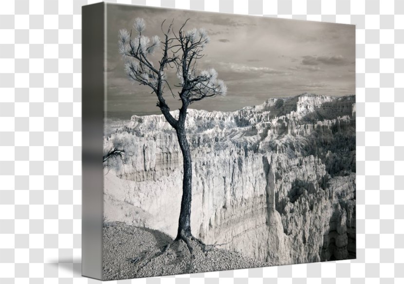 Bryce Canyon National Park Gallery Wrap Painting /m/083vt Monochrome Photography - Wood - Landscape Transparent PNG