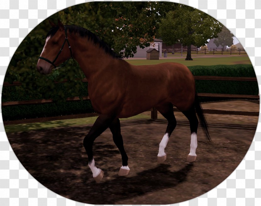 Stallion Mustang Foal Colt Mare Transparent PNG