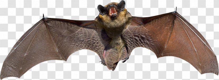 Bats For Kids Flight Animal Mexican Free-tailed Bat - Big Brown Transparent PNG